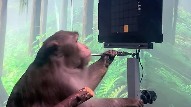 뉴럴링크 초기 실험에 참여한 원숭이 페이저(9)가 뇌 활동만으로 화면 속 막대를 움직이기 전 조이스틱을 조작하며 보상으로 바나나 스무디를 마시는 모습. /뉴럴링크 유튜브 캡처
