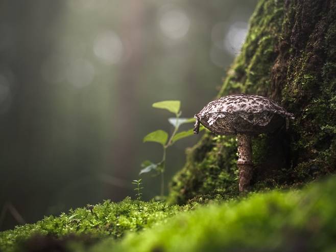 귀신그물버섯 - 활엽수 또는 침엽수 숲속에서 발생하는 그물버섯류 중 하나. 너덜너덜한 인편과 칙칙한 색, 상처를 내면 적변하는 특징이 있다. 박상영 제공