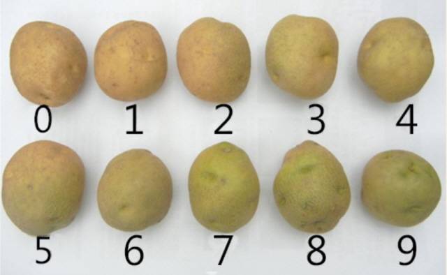 세척 감자 녹화기준(0: 없음, 5: 약간 녹화, 9: 녹화 심함)/사진=국립식량과학원 고령지농업연구소 <녹화·부패 줄이는 세척감자 포장기술>