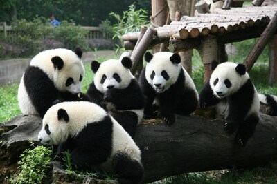 The giant pandas at the Chengdu Research Base of Giant Panda Breeding.