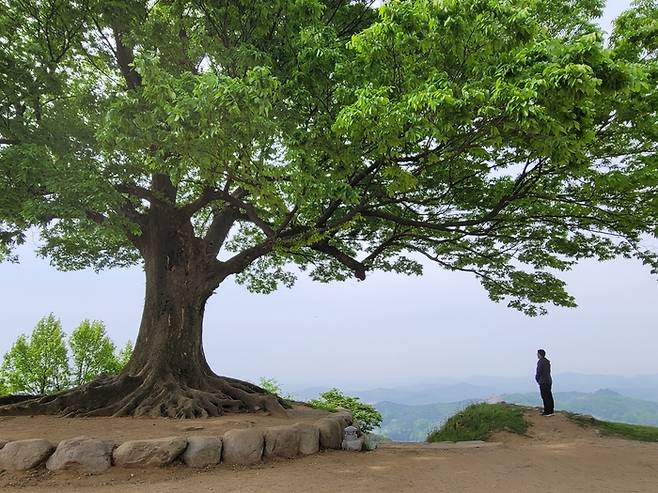 부여 가림성의 명물인 사랑나무(충남 부여) . 사진제공|진우석(여행작가)