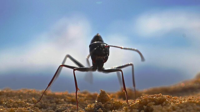 사막개미들은 방향을 참고할 것이 없는 사막에서 태양의 위치를 이용해 방향을 감지하고, 개미굴의 냄새 그리고 동료 개미들의 페로몬을 맡고 집을 찾아간다. 마르쿠스 크나덴/막스플랑크 화학생태연구소 제공