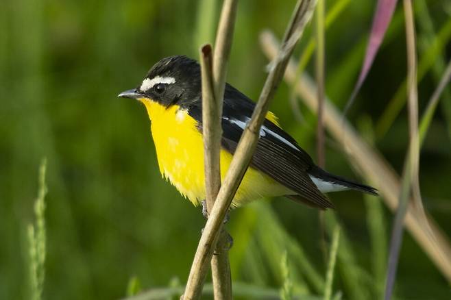 흰눈썹황금새는 우리나라 전역에 번식한다. 우거진 숲을 좋아하는 이 새는 5~6월 하순 청아한 새소리를 들려준다. 사진은 흰눈썹황금새 수컷.