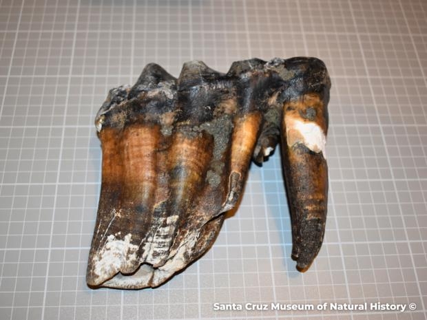 30.4㎝ 크기의 마스토돈 이빨. 산타크루즈 자연사박물관 홈페이지