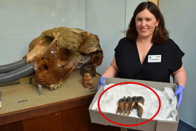 미국 캘리포니아 해변에서 주민이 발견한 마스토돈의 이빨 화석, 왼쪽은 산타크루즈 지역에서 발견된 마스토돈의 또 다른 화석 AP 연합뉴스