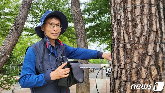 2일 경기도 화성시의 한 공원에서 나무의사 윤준원씨(61)가 나무의 활력도를 살펴보고 있다. 23.06.02/뉴스1 ⓒ 뉴스1 이비슬 기자