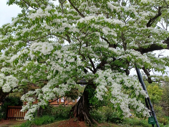 2023년 5월4일 전남 영암군 군서면 모정마을 ‘벼락 맞은 이팝나무’에 꽃이 만개했다. 김창오 제공