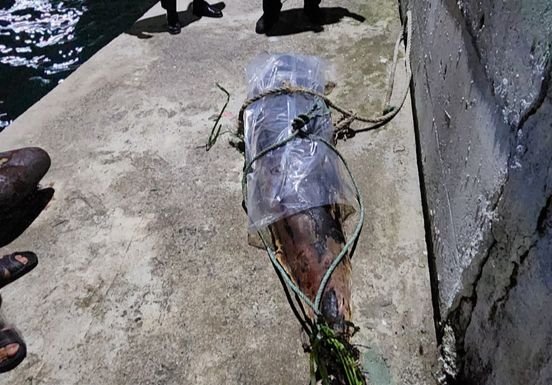 여수 방파제서 발견된 상괭이 사체. 사진 해양환경인명구조단 여수구조대