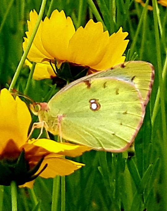 노랑나비와 큰금계국. 2020년 6월5일 촬영