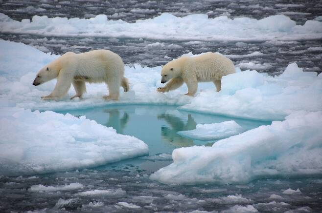 해빙을 건너고 있는 북극곰. 온실가스 배출이 지속되면 2030년대 북극에서 9월에 해빙을 볼 수 없다는 전망이 나왔다. 북극곰의 사냥길이 사라진다는 의미다./독일 함부르크대