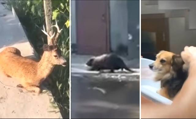 우크라이나 헤르손주 댐 폭발로 피해를 겪고 있는 동물들. 안톤 게라셴코 우크라이나 내무장관 고문 트위터, 온라인 커뮤니티 캡처