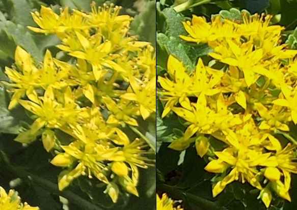 갤럭시S23(왼쪽)과 갤럭시퀀텀4로 찍은 꽃 사진을 확대한 모습. 색깔은 퀀텀4가 더 진하지만 디테일한 묘사는 S23이 더 뛰어나다.