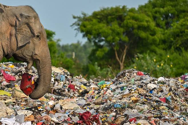 2023년 6월 3일 스리랑카 동부 암파라 지역의 한 쓰레기장에서 야생 코끼리가 플라스틱 쓰레기가 섞인 쓰레기를 먹고 있다./AFP 연합뉴스
