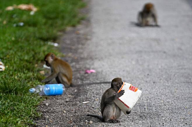 2023년 6월 6일 말레이시아 쿠알라룸푸르의 쿠알라룸푸르-카라크 고속도로변에서 원숭이들이 버려진 패스트푸드 용기에서 음식 찌꺼기를 먹고 있다. /AFP 연합뉴스