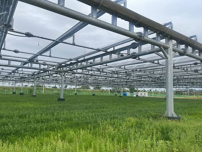 지난 5월 18일 전남 나주시 전라남도농업기술원 내 영농형 태양광 실증단지 모습. 주소현 기자