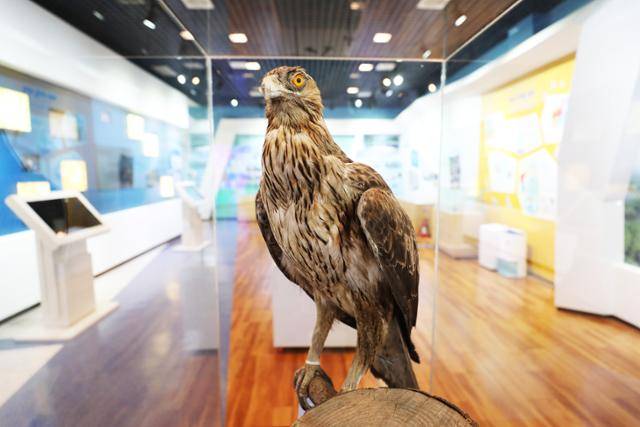 신안철새박물관에 전시되 흰배줄무늬수리 표본. ⓒ박준규