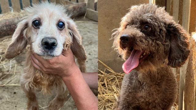라이프는 동물처리업자가 신종펫숍 업체들로부터 넘겨받은 개 65마리를 구조했다. 이 중 원래 보호자를 찾은 경우는 1마리에 불과했다. 라이프 제공