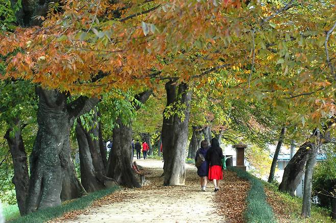Gwanbangjerim Forest (Damyang County)