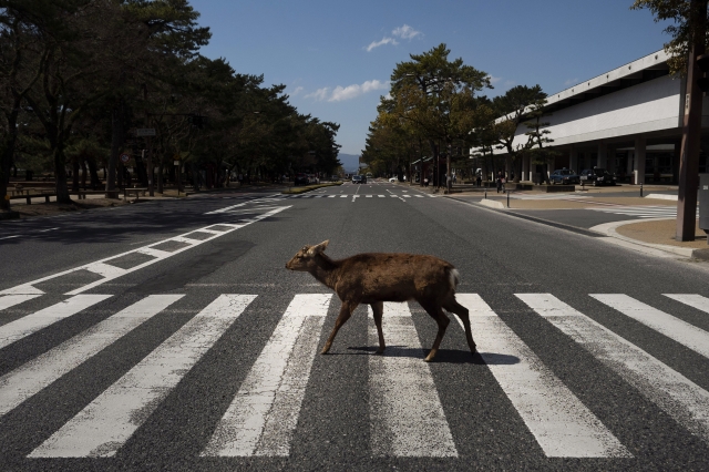 2020년 3월 19일, 일본 나라현에서 사슴이 텅빈 도로를 건너고 있다. AP 뉴시스