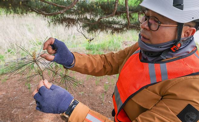 강기래 나무의사가 청주 제35호 보호수의 신초를 통해 생육 상황을 확인하고 있다.