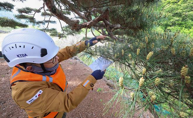 강기래 나무의사가 털어잡기로 청주 제35호 보호수에 있는 해충을 포집하고 있다.