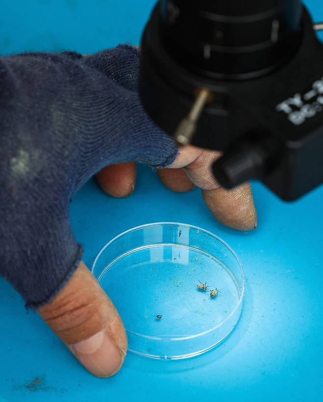 강기래 나무의사가 청주 제35호 보호수에서 털어잡기 한 소나무왕진딧물을 현미경으로 확인하고 있다.