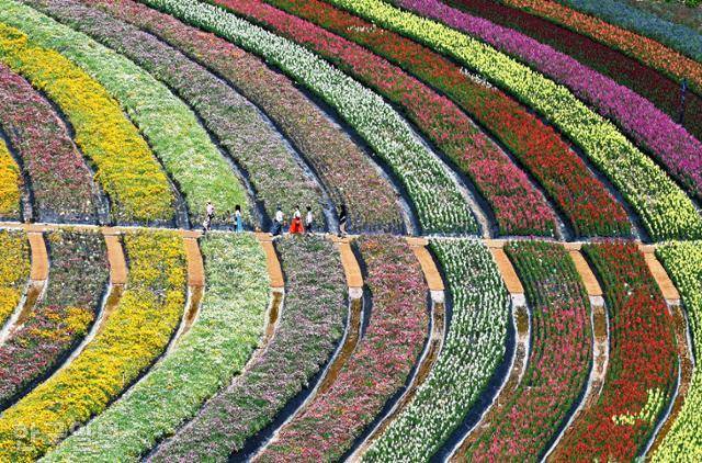 여행객들이 무릉별유천지에 조성된 꽃밭을 거닐고 있다.