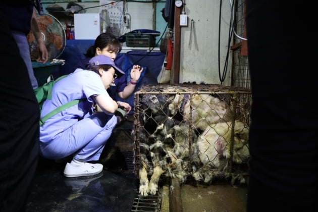 동물단체 활동가들이 철창에 갇힌 개들의 상태를 확인 중이다. /사진=동물권행동 카라