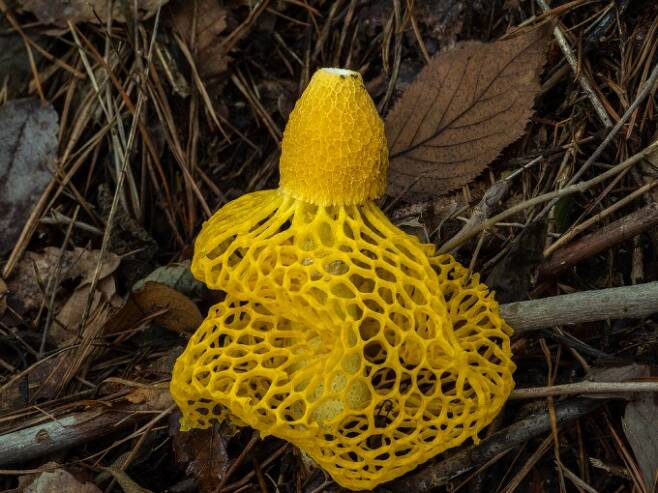 노란망태말뚝버섯 - 갓 아래로 노란색 수세미 같은 구조가 인상적인 버섯. 이 화려한 모습 때문에 버섯의 여왕이라고도 불리지만 고약한 악취가 난다. 박상영 제공