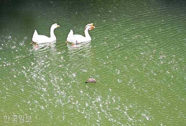 만인산자연휴양림 호수에 거위와 자라가 한가로이 헤엄치고 있다.