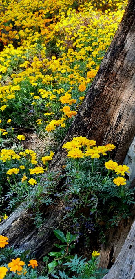 서울 용산 대통령실 뒤뜰의 메리골드 꽃밭. 2020년 10월 22일