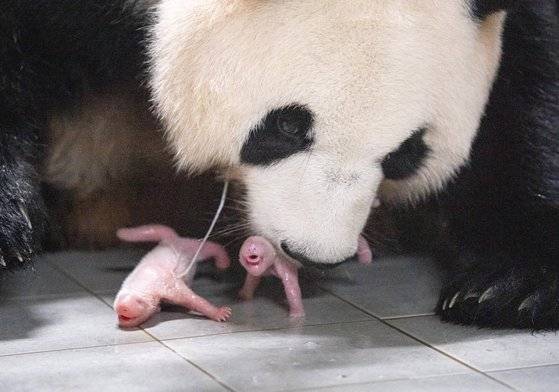 출산 직후 엄마 아이바오와 쌍둥이 아기 판다(왼쪽부터 첫째, 둘째). 에버랜드