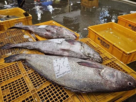 초복인 11일 오전 노량진수산시장 경매장에서 5만5000원에 낙찰된 9.5kg 민어. 이영근 기자