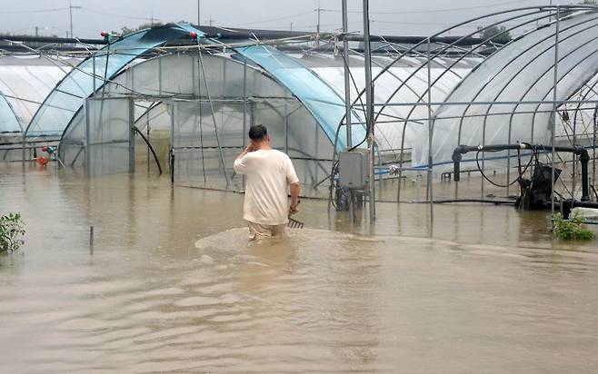 집중 호우로 물에 잠긴 비닐하우스. 사진=뉴시스