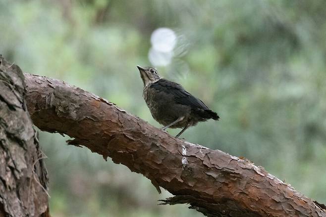 먹이를 기다리는 대륙검은지빠귀 새끼.