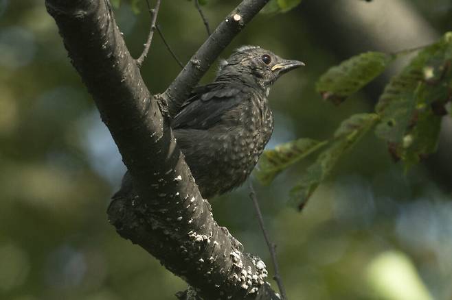 둥지를 갓 나왔을 때와 달라진 모습이다. 새끼는 천적을 피하기 위해 본능적으로 깃털과 비슷한 색의 나뭇가지를 택해 위장했다.