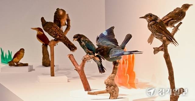 기획전시장에서 열리고 있는 교육체험특별전 〈산새들새〉에서는 다양한 새들의 습성과 모습을 관람할 수 있다. 파랑새 등 다양한 새 박제 모습. 윤원규기자