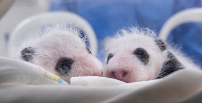 푸바오 동생인 일명 '쌍둥이 바오'의 근황이 공개됐다. 사진은 첫째 바오(왼쪽), 둘째 바오(오른쪽). /사진=에버랜드 티스토리 캡쳐