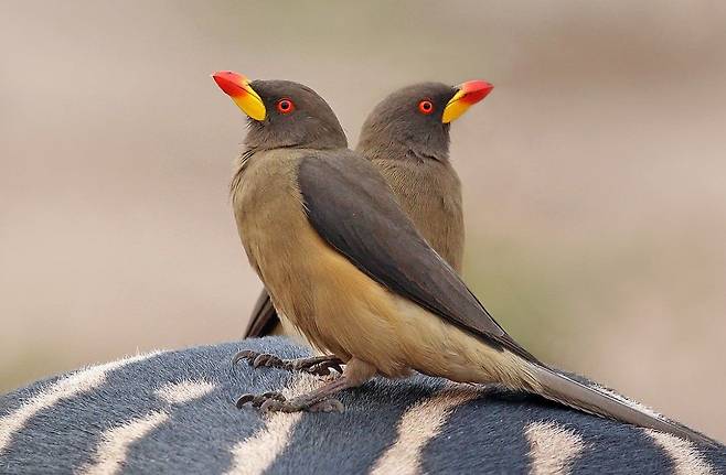 소등쪼기새 두 마리가 대표적 숙주인 얼룩말 등위에 앉아있다. 이들은 얼룩말 몸의 기생충 뿐 아니라 상처가 났을 때 피도 빨아먹고 살점도 뜯어먹는다. /위키백과