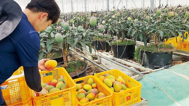 전남 영광 망고야 농장에서 직원이 망고를 바구니에 담고 있다. 영광 홍망고는 과실의 70%가 붉은빛을 띨 정도로 익으면 수확한다. /이미경 기자