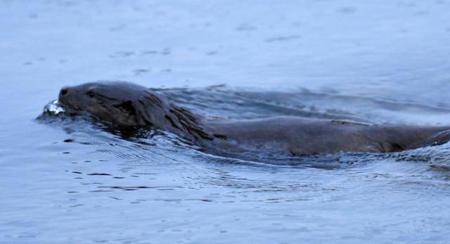 지난해 10월 팔현습지 인근 금호강에서 촬영된 수달(멸종위기 야생동물 1급·천연기념물 330호). 대구환경운동연합 제공