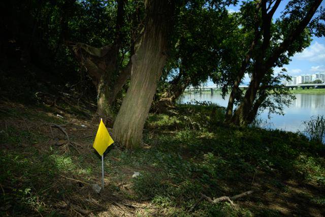 어린 부엉이가 관찰된 나무 아래에 공사 예정 구간임을 알리는 노란 깃발이 꽂혀 있다.