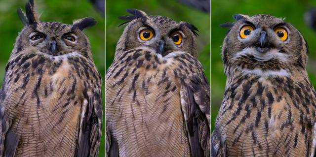 올해도 팔현습지에서 수리부엉이 한 쌍이 새끼 두 마리를 낳아 길러냈다. 정주성 맹금류인 수리부엉이는 수변 및 개활지가 인접한 암벽지대를 서식지로 선호하는 것으로 알려져 있다.