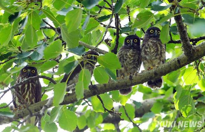 지난 7월 하순 둥지를 벗어난 새끼 3마리가 둥지 인근 나무에 나란히 앉아 있다. 좌측은 어미 솔부엉이. 둥지를 벗어나도 스스로 먹이활동을 하기 전까지는 부모새가 보살핀다.