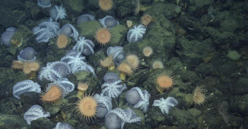 미국 캘리포니아 수심 3km 지점에 수만 마리의 문어가 거대한 '문어 정원'을 이뤄 살고 있다. 사진=트위터 KTVU