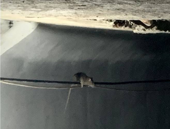 서울 강남구의 한 하수도 전선에 생쥐 한 마리가 걸려있는 모습.