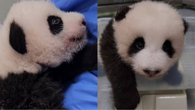 (왼쪽부터) 중국판다보호협회 전문가 품에 안겨있는 첫째 바오와 체중을 재고 있는 둘째 바오. /사진=에버랜드 공식 블로그
