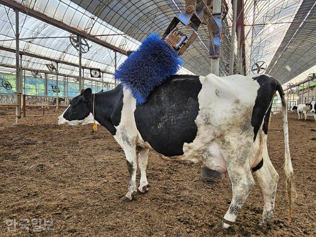 7일 찾은 충북 청주시 옥산면 '민주목장'에서 젖소가 기계로 등을 긁고 있다. 청주=조소진 기자