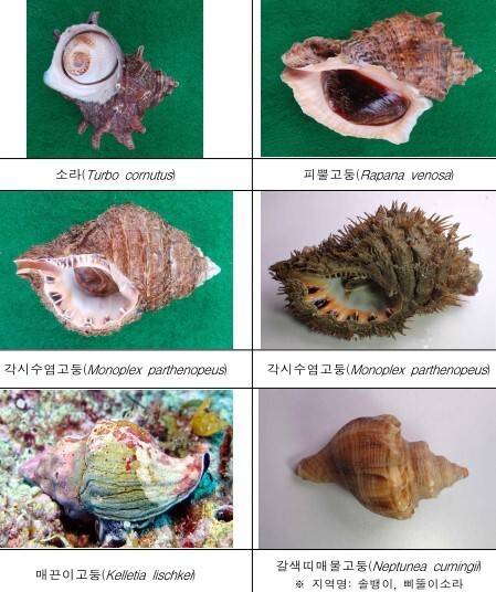 나팔고둥과 형태가 유사하지만 비법정보호종인 주요 고둥류. 환경부 제공