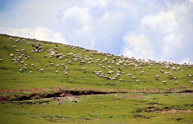 망캉 부근 국도를 지나며 본 양떼. 푸른 초원과 구름이 흘러가는 하늘 풍광이 조화롭다. ⓒ최종명